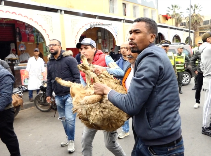 حجزو أكثر من 17 خروف فبطوار القديم فالحي المحمدي.. والسلطات كتسيفطهم للخيرية بعد منع البيع داخل المدار الحضري